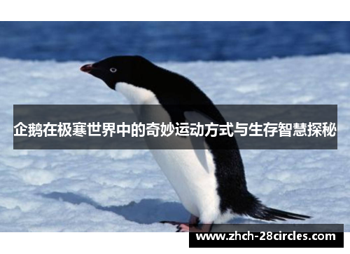 企鹅在极寒世界中的奇妙运动方式与生存智慧探秘